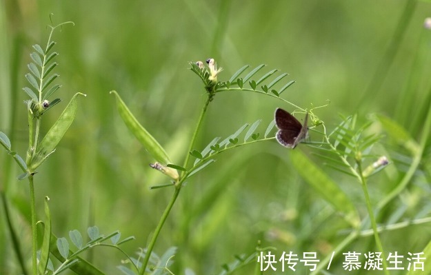 吃法|68种野菜图片，教你认识不同的野菜和吃法，你想要的野菜这里都有