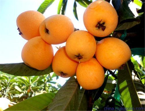 补充营养|对身体很好的3种食物,值得每天吃一些,补充营养、增强体质!