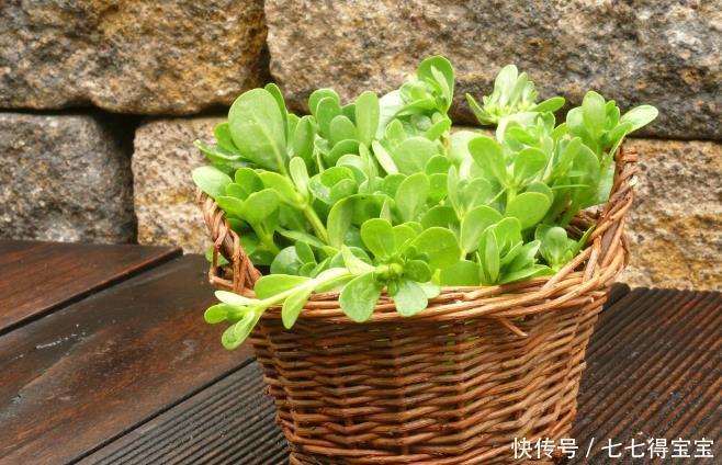 痢疾|马齿苋农民称“长寿菜”,药用价值太大了,好多人不知道也不认识