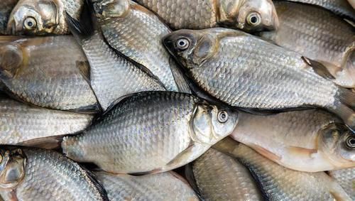 鲤鱼|这鱼5元一斤,无人问津,以前的“淡水鱼王”为何不受待见了