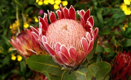 养盆高贵优雅的帝王花，养护注意以下3点，开花不断，观赏性很高