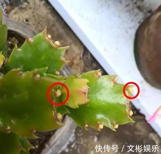 蟹爪兰开花有窍门,学会3个小招,花开不断,爆盆很简单!