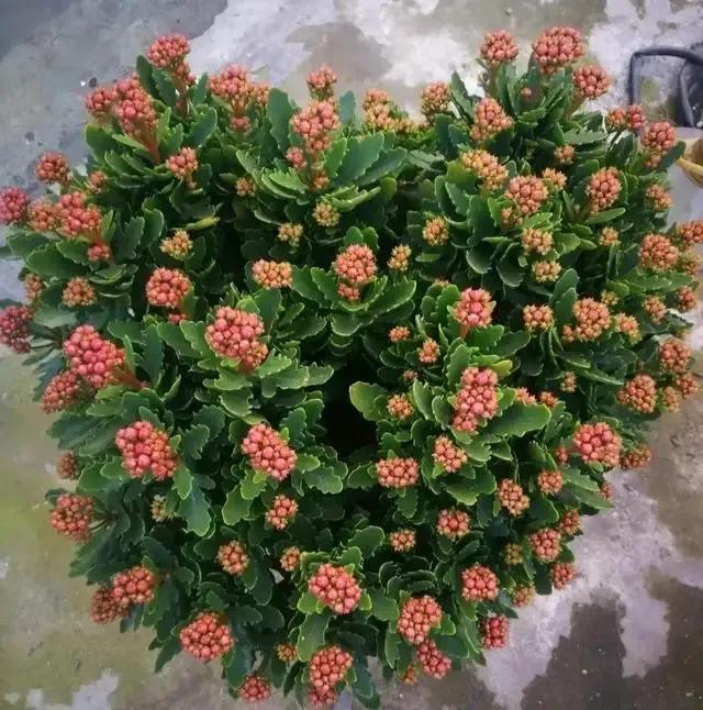 有这“6种坏习惯”,是养不好花的,快来看看你有没有