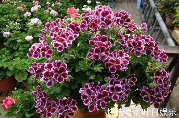 1种花太疯狂，花开300多天，剪根枝条插水里就活，当年就开花！