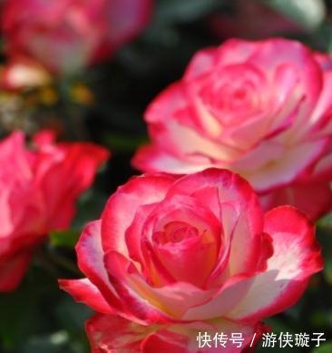 有机肥|月季花为什么开花越来越浅,颜色越来越淡,3个原因区分对待