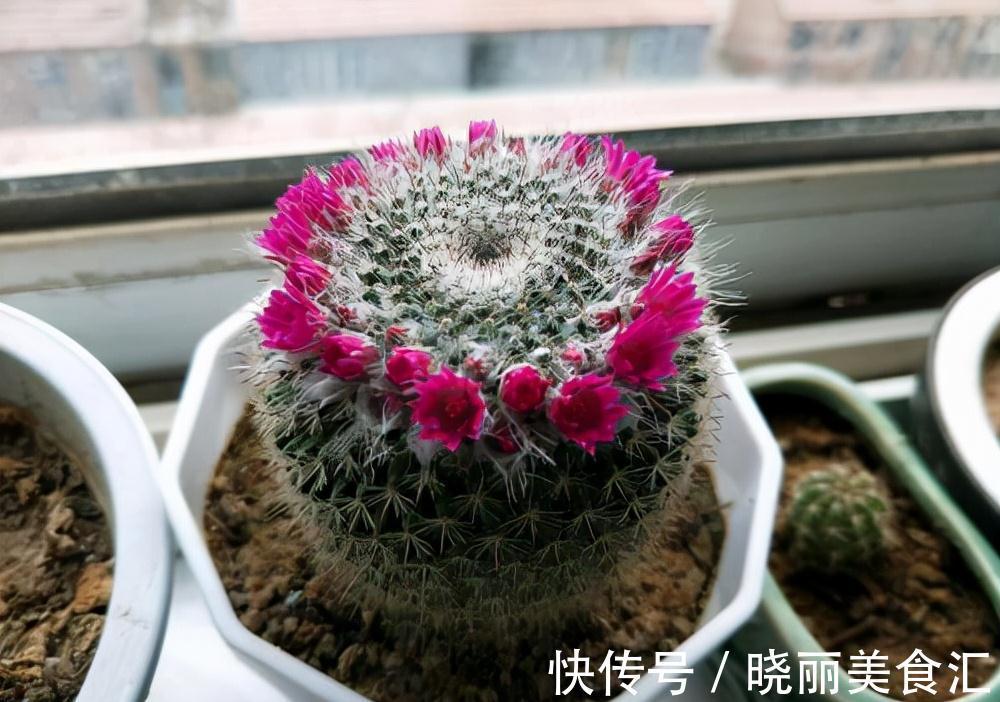 10种花“冷天”长得慢，“穷养”多晒更健壮，不然易烂根，难过冬