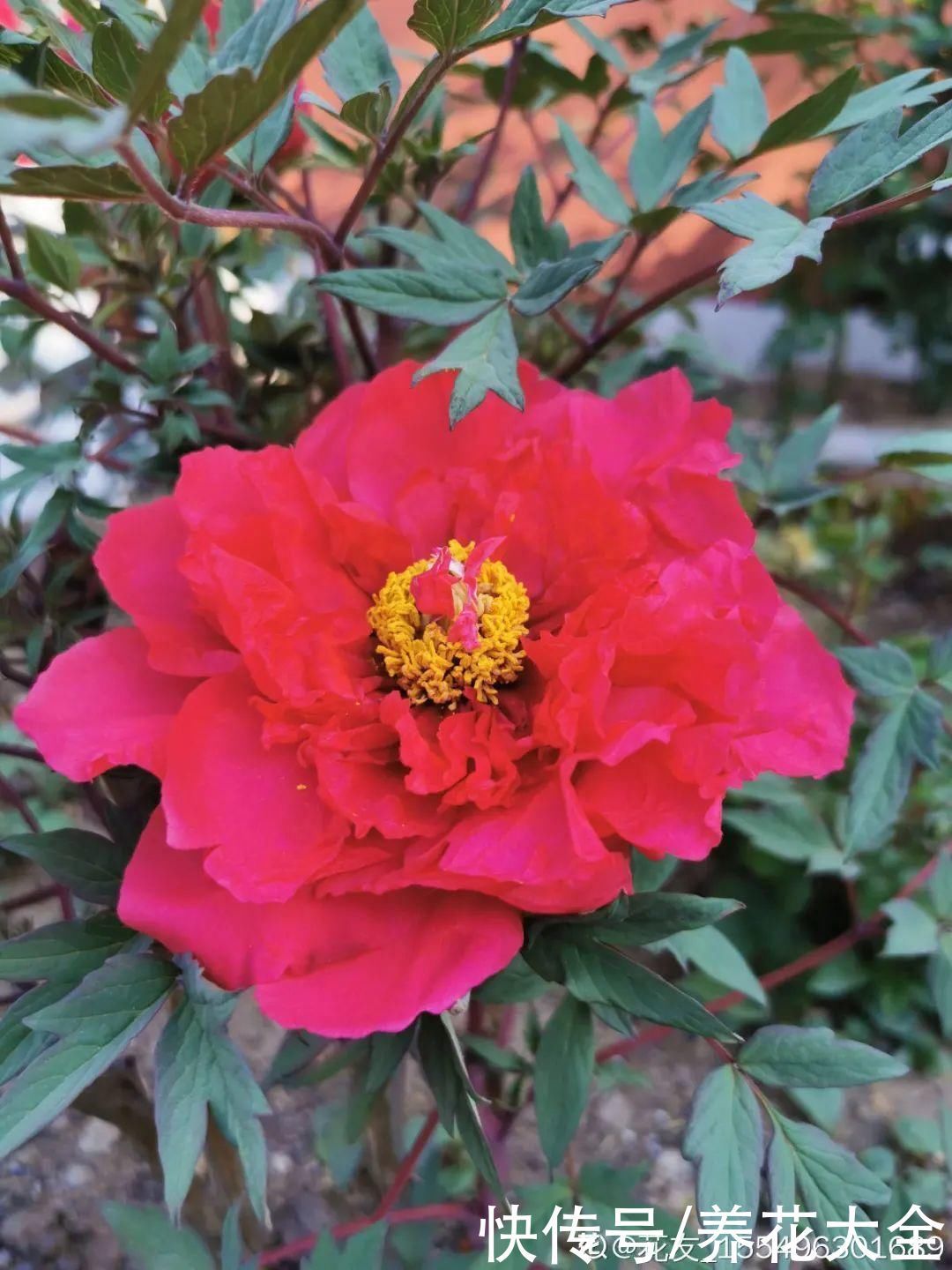 门前不栽竹,门后不留树,老祖宗传下来的养花谚语,特别准