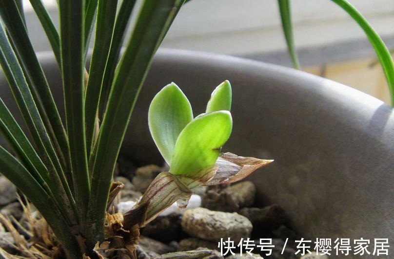 养护|夏季兰花多发软腐病?不用困扰!用它就能马上搞定