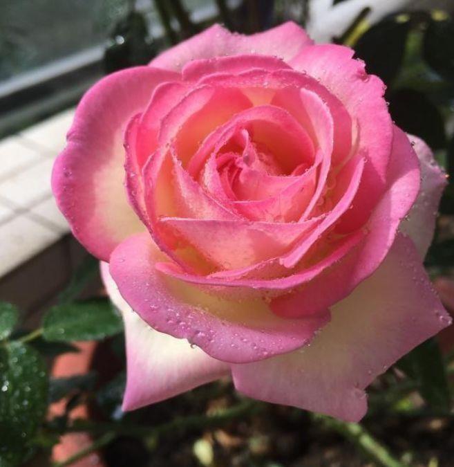 长寿花|适合养在阳台的花,花大色艳真漂亮,谁养谁上瘾
