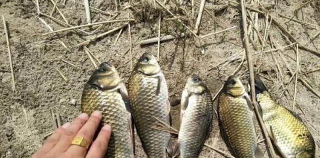 怪不得老钓手一字不透露,原来热天的鱼都藏在这,白钓二十年鱼