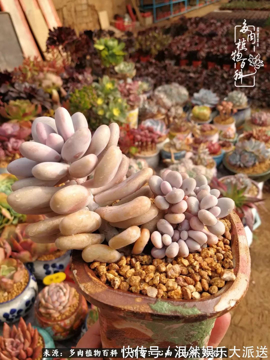 蚧壳虫|为肉痴狂!多肉植物也会用最美的容颜报答我们的勤劳付出!