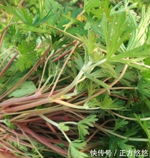 风湿疼痛|这种野草,以前常被当做杂草,殊不知,它是治疗风湿疼痛的良药!