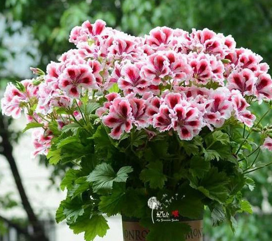 这5种花，吊起来养，开成花球，花多到看不到叶子！