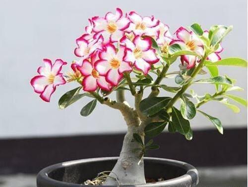 沙漠玫瑰到了花期,怎么尽快开花首先这几点要做好