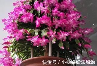 植株|蟹爪兰有5怕,了解掌握,不黄叶不掉花苞,越长越旺!