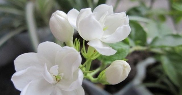 老花农说茉莉花年年开花,你需要做好这几点,香极了