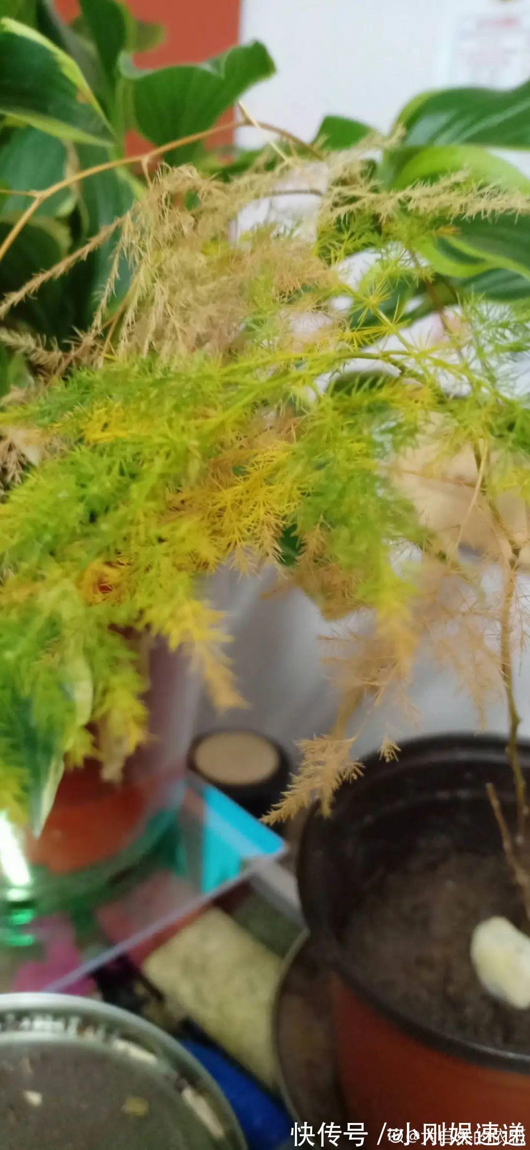 10种花特怕晒，越晒越黄叶，搬阴凉地儿才能活！