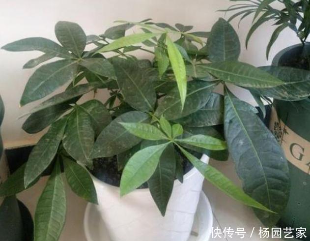 土壤|盆栽土结块怎么办?往土壤中掺杂3样东西,让花草根系越长越旺