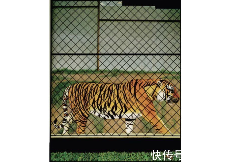 图画@如果让孩子们自己说,他们会如何点评图画书?