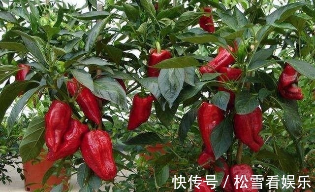 “2种菜”适合种阳台，1个空油桶就搞定，长出“红辣椒”一串串