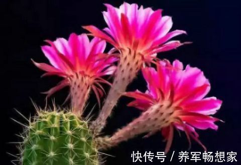 客厅不能乱养“花”，这种花被称为“破财花”，后悔现在才知道！