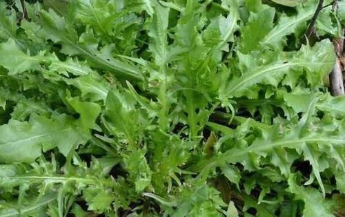 体质|聪明的人都在吃3种食物，营养丰富、改善体质，好处多多！