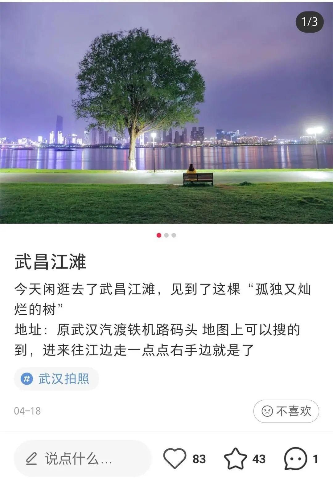 武昌江滩边有棵树，火了！