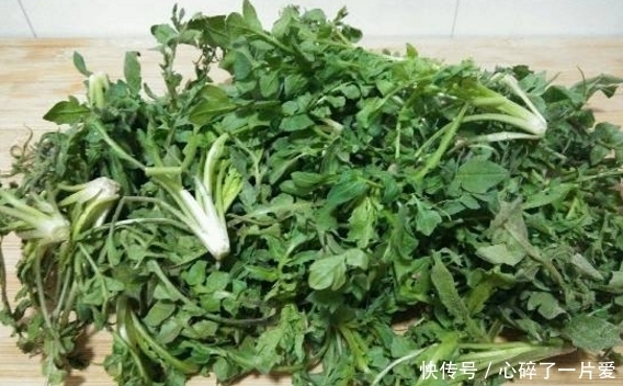 胡萝卜素|农村这曾被用来喂猪的野菜,如今可是城里人高价都要买来吃的佳肴
