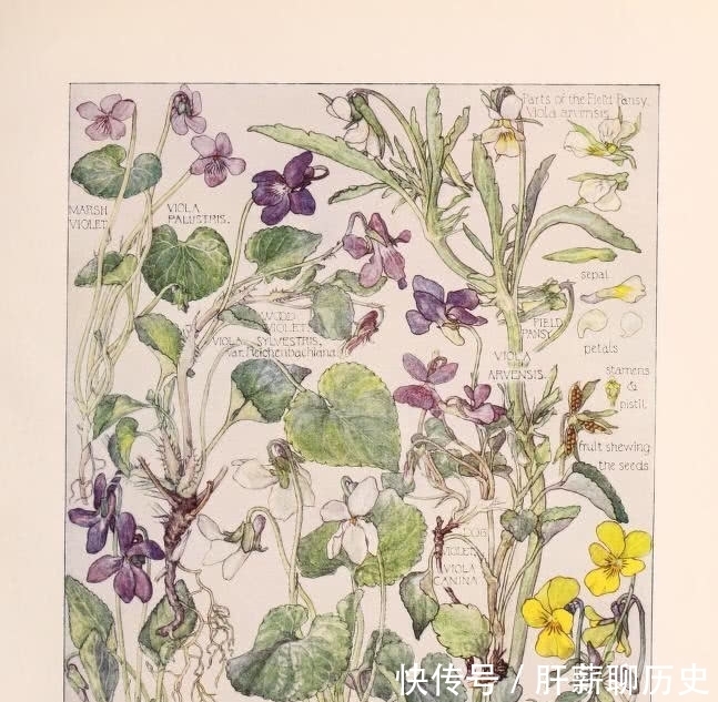 图鉴|美术欣赏之植物图鉴 工艺美术运动风格