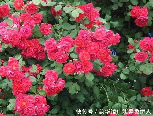 家家都有的液体，给花喝一勺，半年不用施肥，养啥都旺盛！