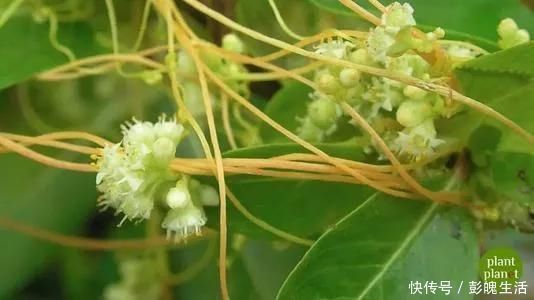 脱发|唯一治疗脱发白发的中成药，药圣百年秘方，让脱发白发一去不复返