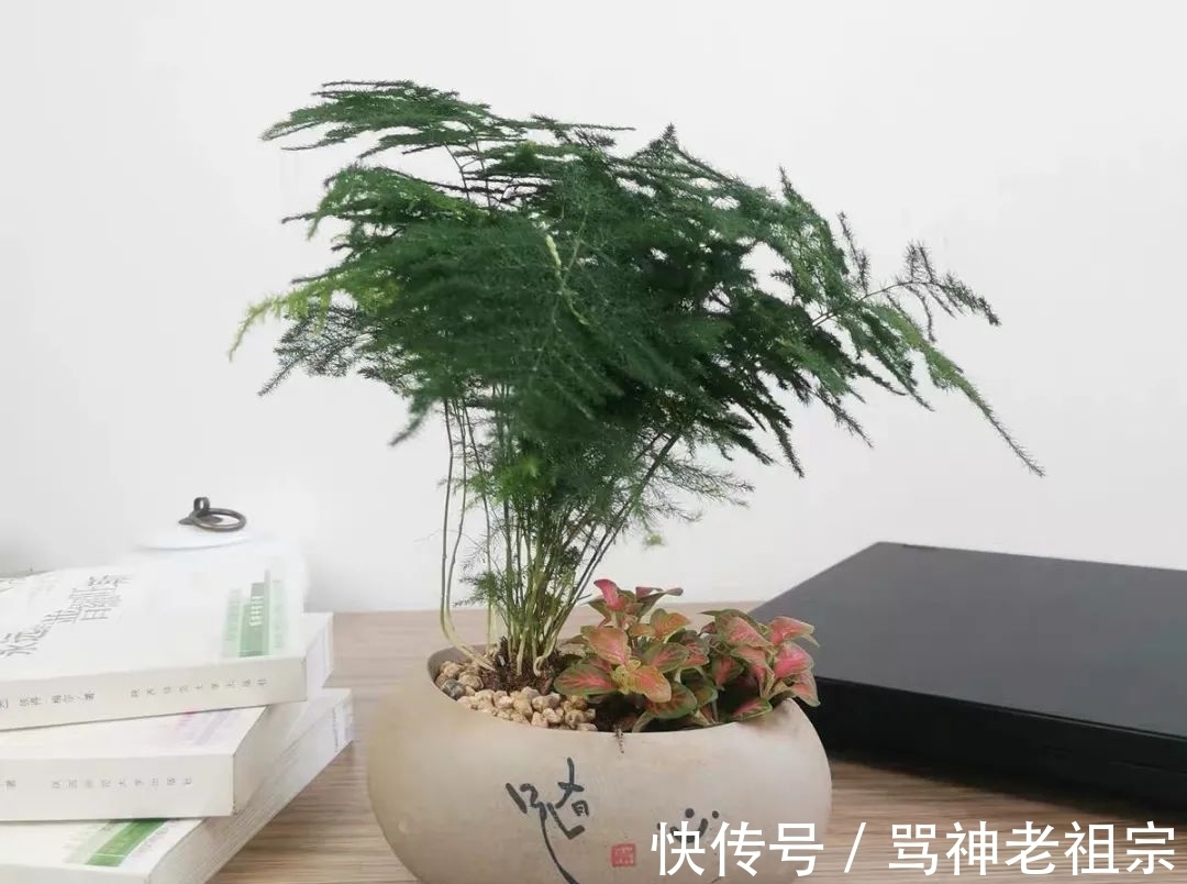 文竹早春有“四怕”,避开了才能枝繁叶茂长势旺,清新又文雅