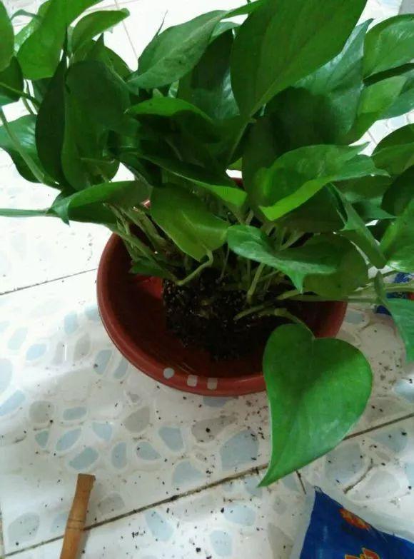 11月前，3种花该换盆了，再冷就迟了，过冬为难！