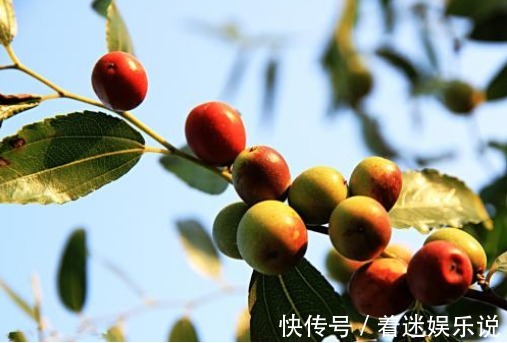 多梦|失眠、多梦怎么办医生随手扔的酸枣仁,让你一觉天亮