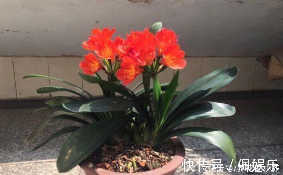 养君子兰|春季养君子兰,新手不经意会犯五个错,难怪越养越糟,始终养不好