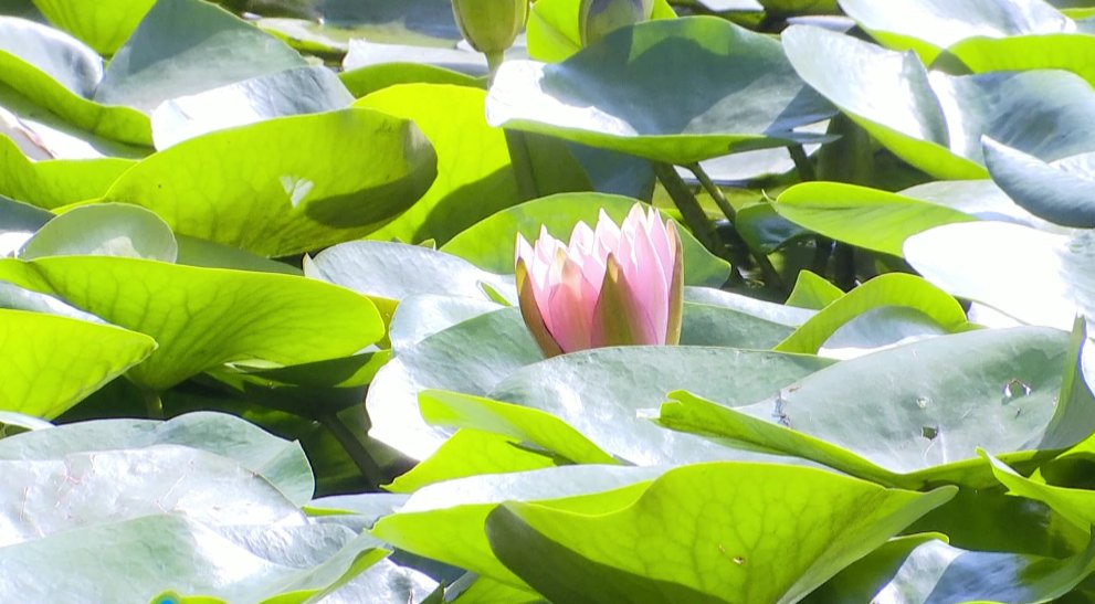 ?处处飞花的攀枝花有多美?