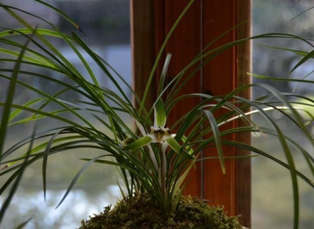 6月养兰花,多用“一种壳”,20天后蹿花苞,开一次爆一次