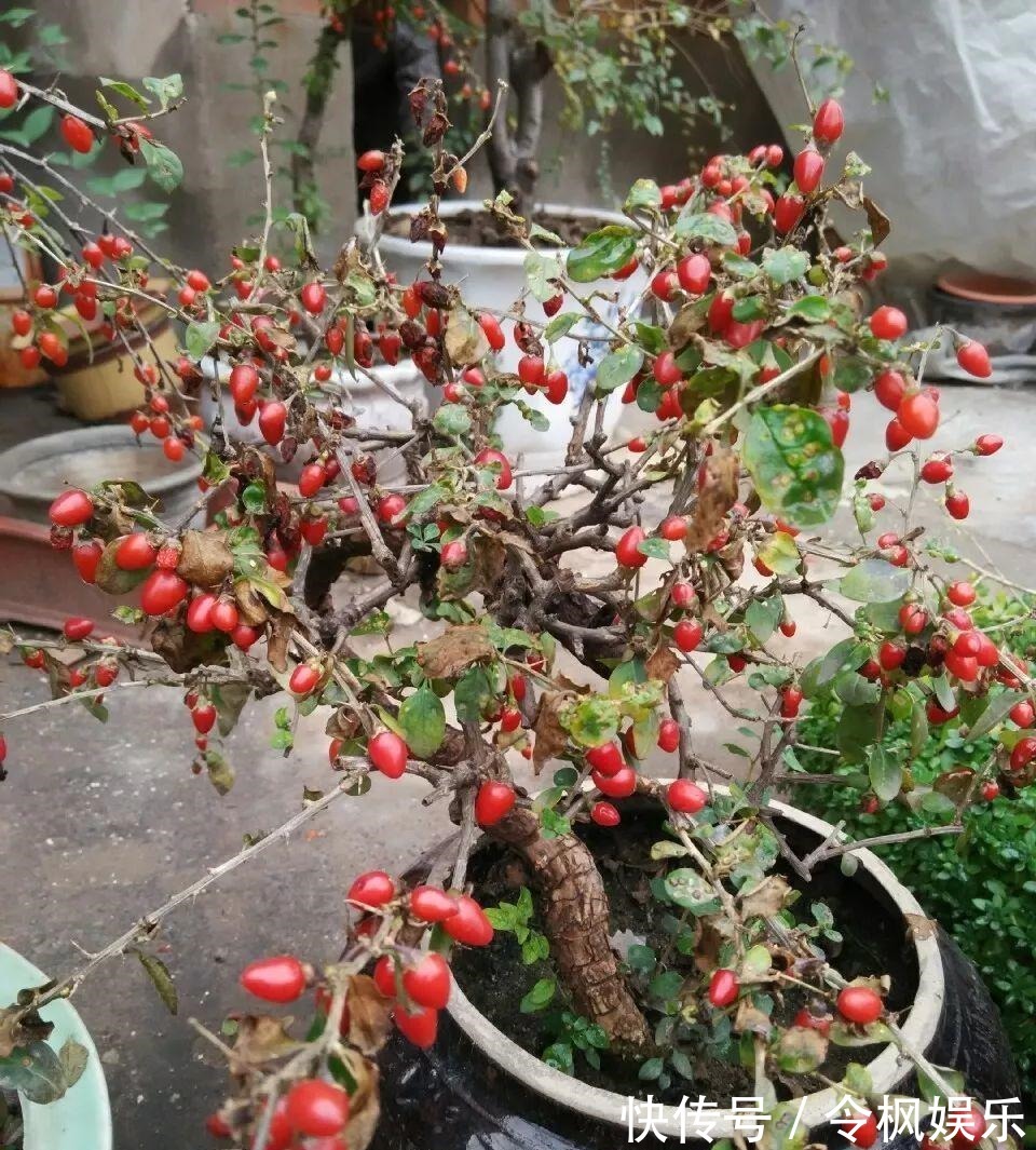 老中医最爱的8种花，一盆堪比小药箱，摘片叶子就能泡水喝！