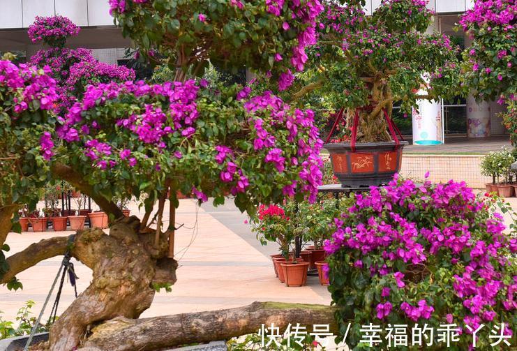 靠接三角梅盆景的制作与养护以及催花技巧,还不来试试