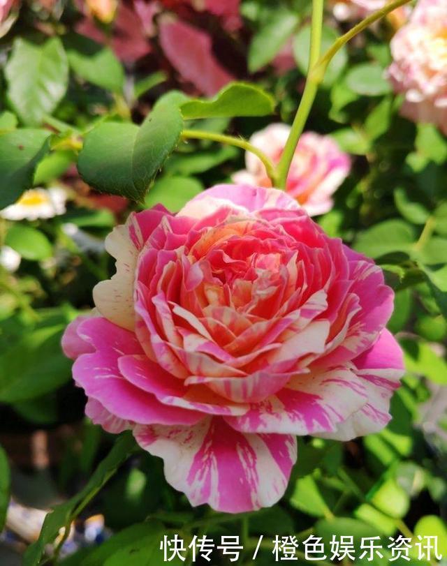 细数10种狼牙棒月季,怕刺的可绕道