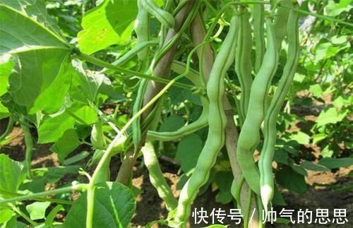 三高|李时珍称此物为金不换,每天吃一点,血管干净了,血脂也降下来