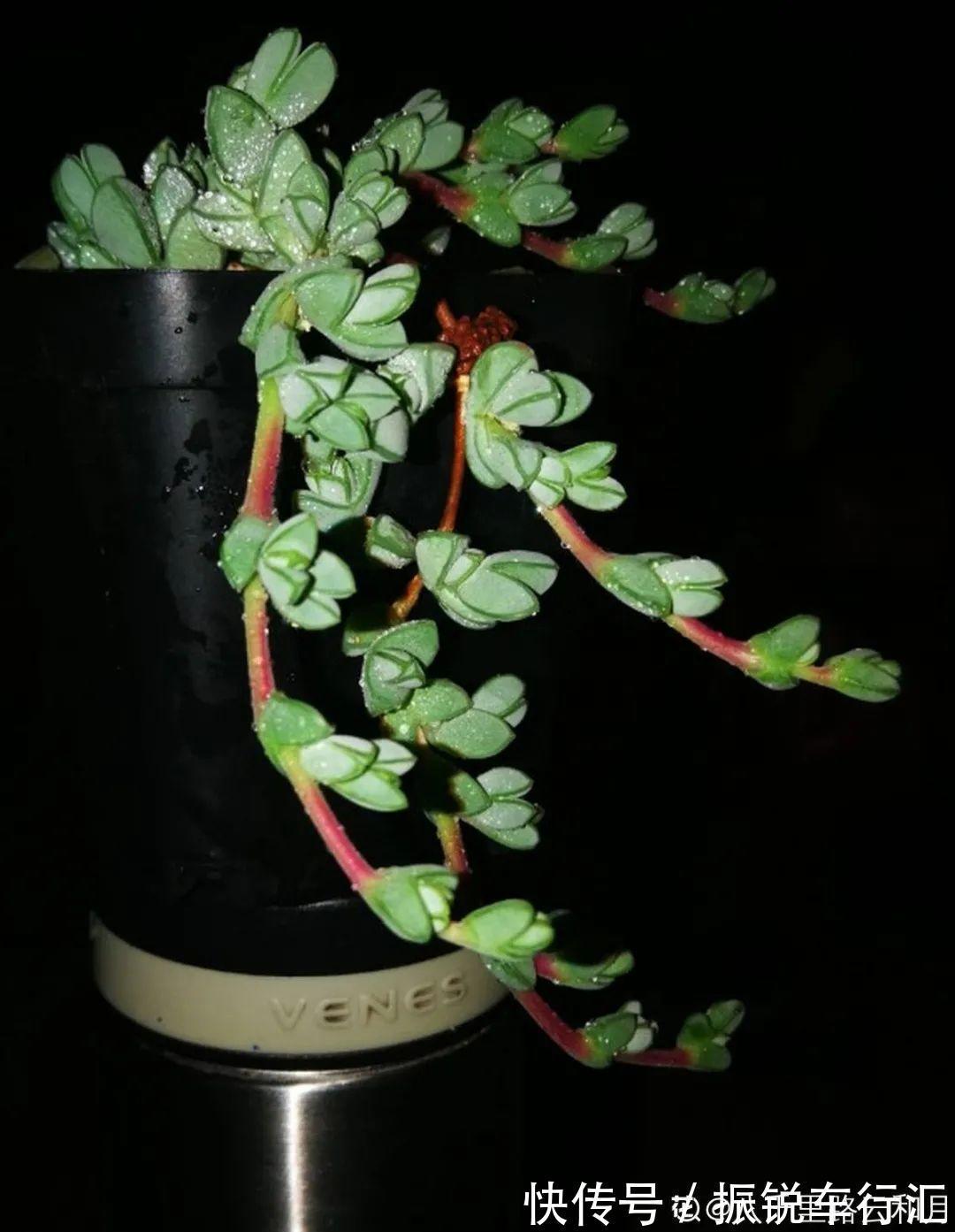 多肉长了“水桩”,不如砍了重来,实在太丑了