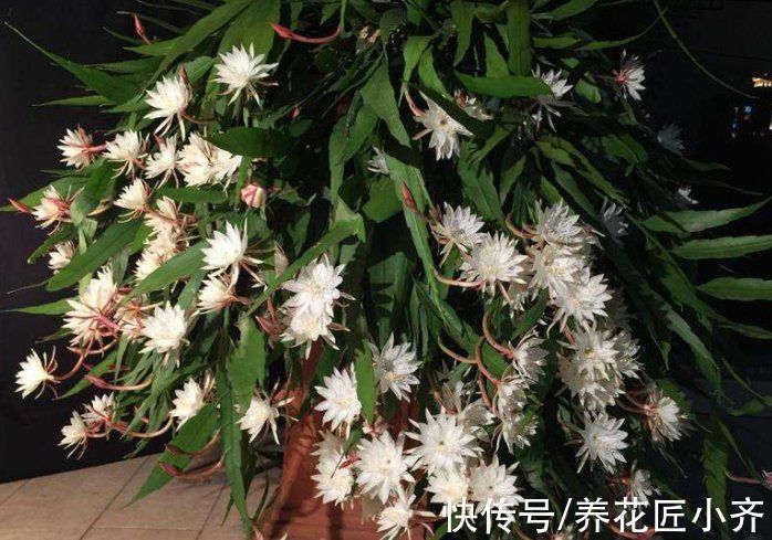 封闭阳台养不好花?那就选这4种,记住“共同点”,就能四季开花