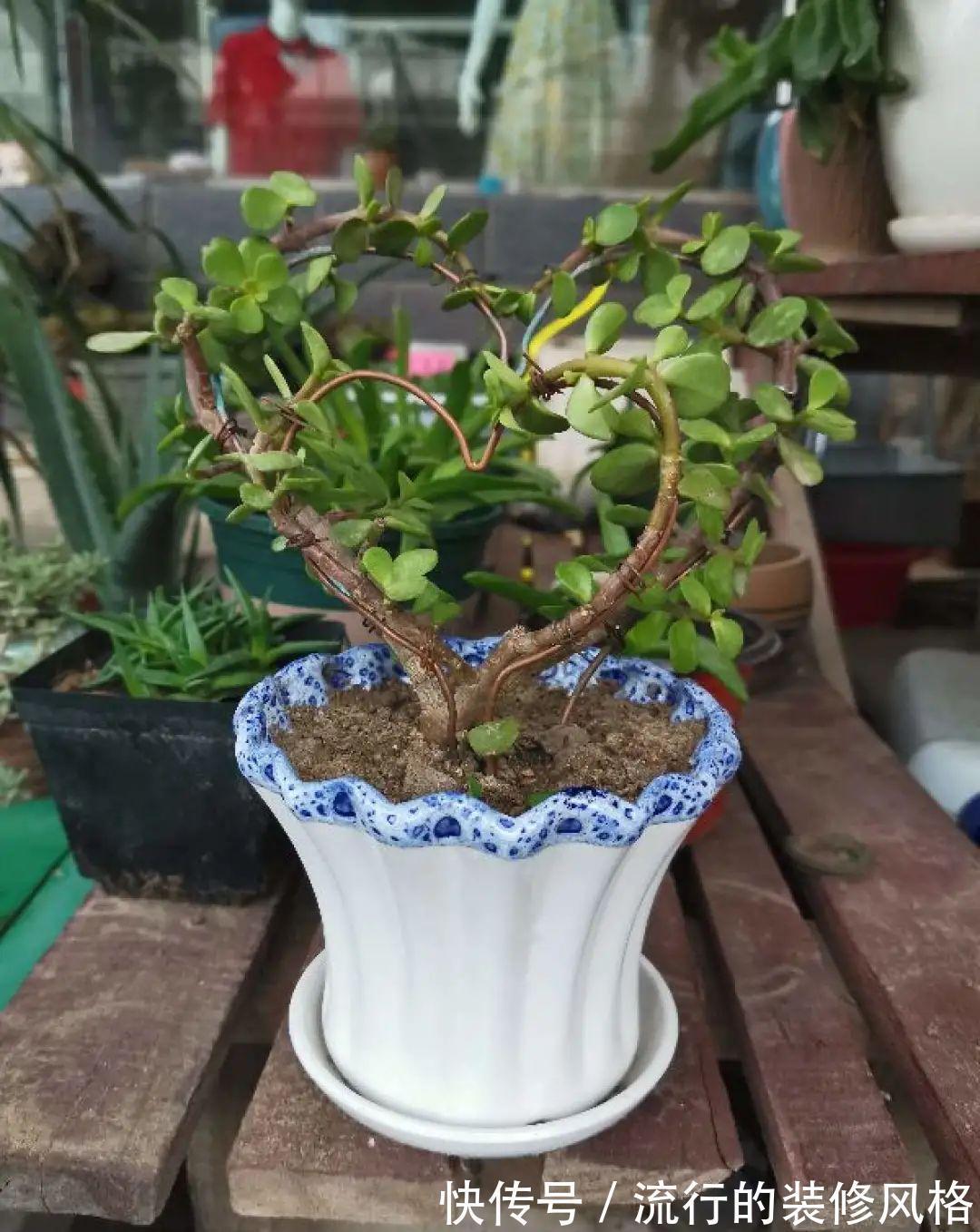 这花就要养老桩,年年开花,越老越值钱