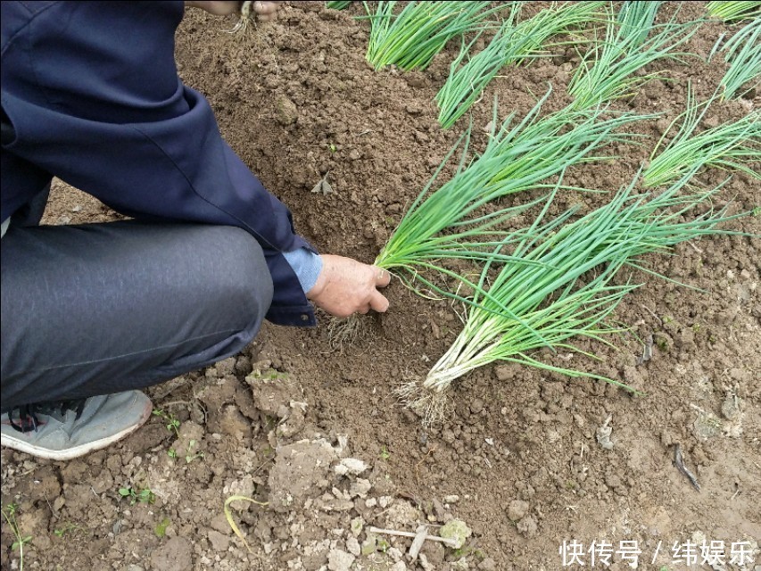  教你几招，种出来的香葱，葱白长长的