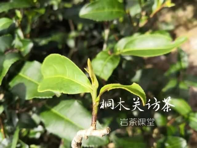  红茶西贝货频出，3000一斤金骏眉招摇过市，正版茶沦为“背锅侠”