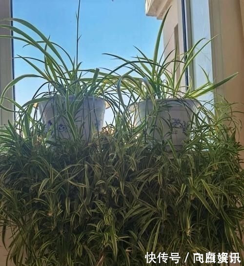 卧室放这三种花,漂亮耐看,提高睡眠质量,一宿睡到天亮