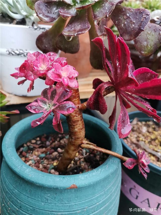 拈花一笑为红颜,无奈雨霾非吾恋