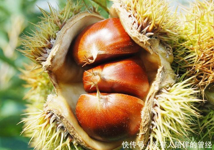 分享|买板栗时,遇到此种板栗不要买,有很多人不清楚,值得分享给家人