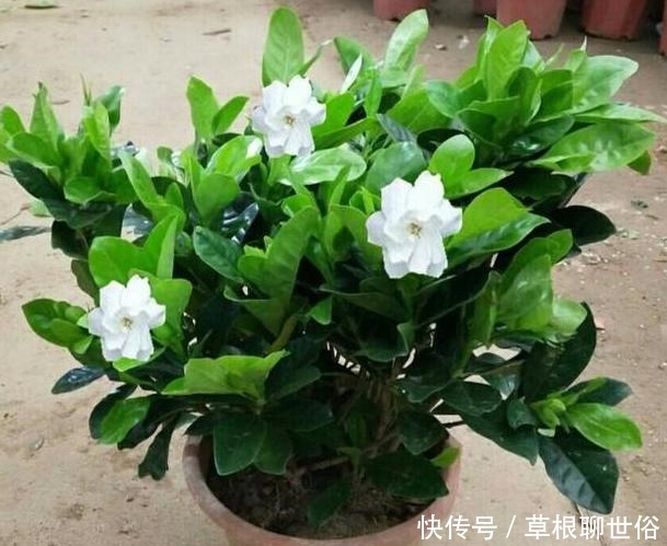 养花浇水需谨记不犯''4个常见错误'',黄叶烂根统统都不见